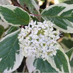 ĸ       Cornus alba Sibirica Variegata